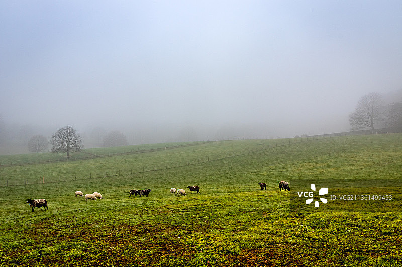 绵羊在城市，马在草地上放牧的高角度视图，阿纳姆，荷兰图片素材