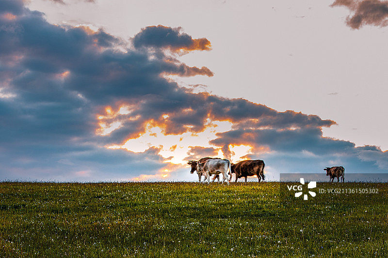草原上的牛群图片素材