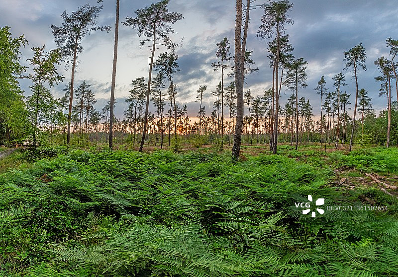 夕阳下的松树林，地上长着蕨类植物图片素材
