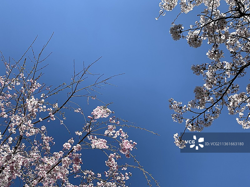 蓝色天空下樱花的低角度视图图片素材