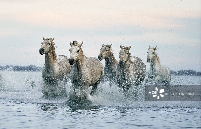 法国，在水里奔跑的野马图片素材