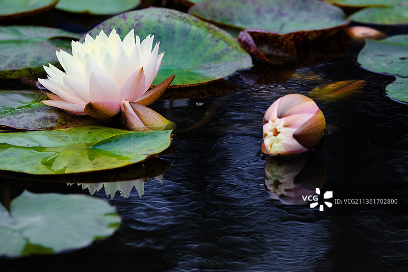 白色的睡莲，湖中莲花睡莲的特写图片素材