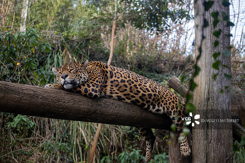 马特亚特兰蒂卡，巴西森林里豹坐在树枝上的侧面图图片素材