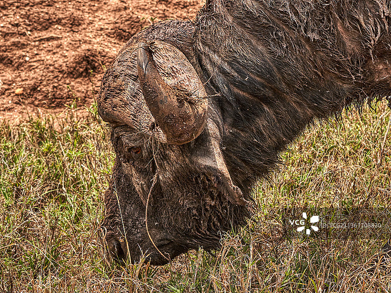 坦桑尼亚塞伦盖蒂草原上犀牛的高角度视图图片素材