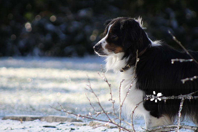 冬季野地上伯尔尼纯种山地犬的特写镜头图片素材