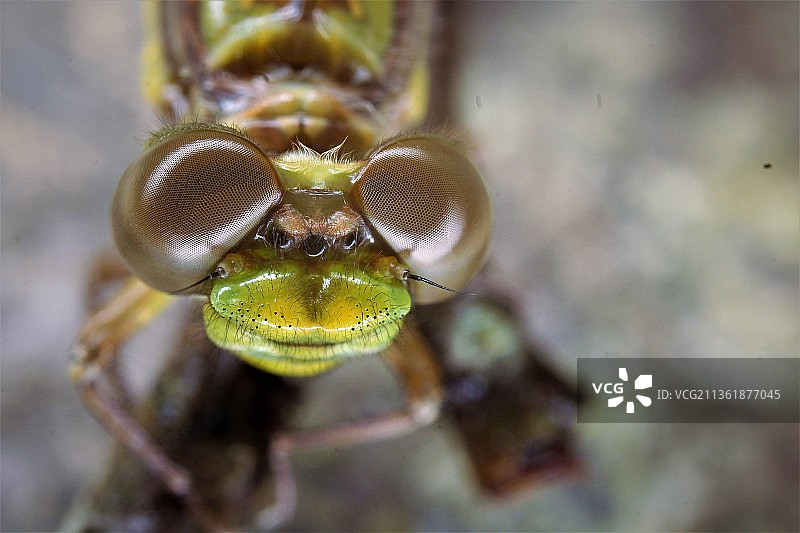 蜻蜓变形，昆虫特写图片素材