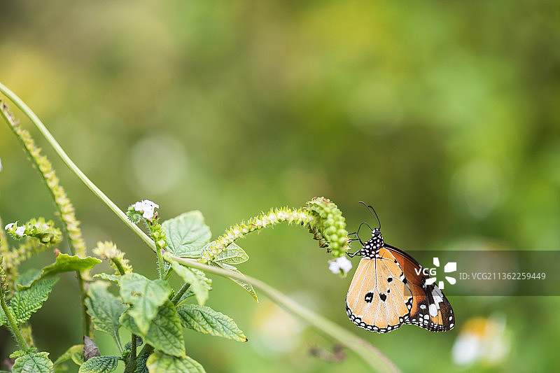 橙色帝王蝶在花上，蝴蝶在植物上的特写，曼谷，泰国图片素材