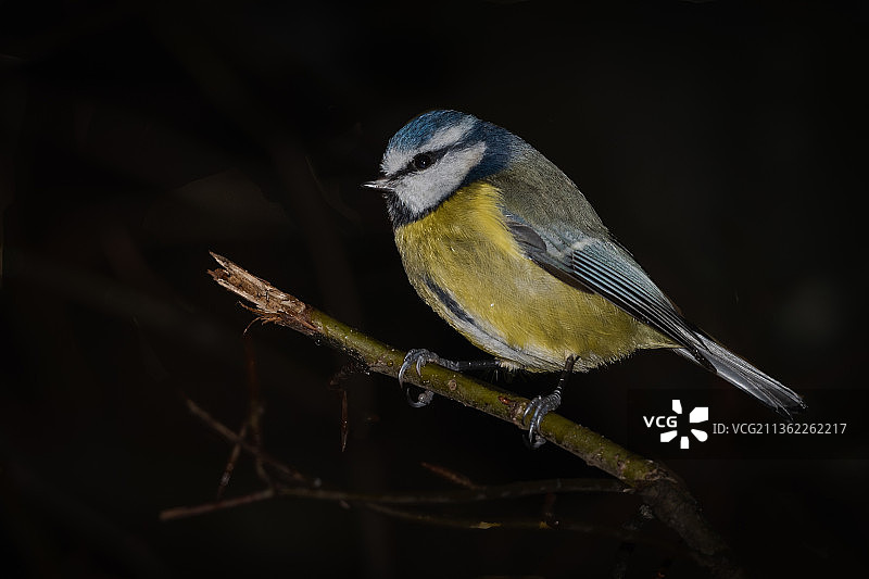 蓝山雀，唱山雀栖息在树枝上的特写，Burcot,Bromsgrove，英国，英国图片素材