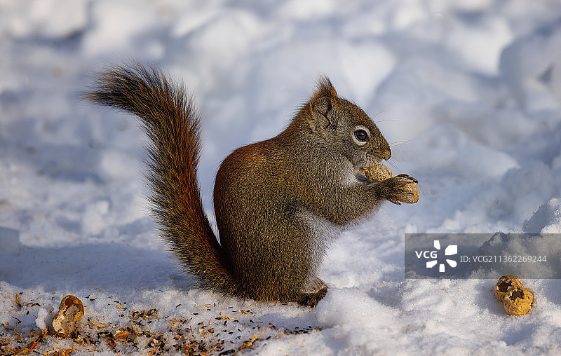 红松鼠，特写的灰色美洲红松鼠在白雪覆盖的田野上，温尼伯，马尼托巴，加拿大图片素材