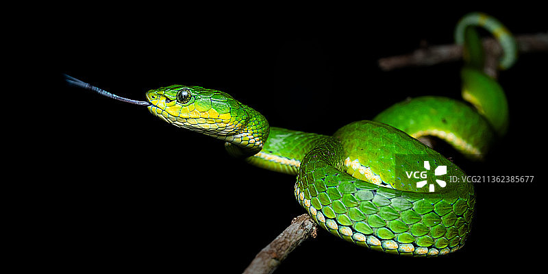 印度喀拉拉邦，Munnar，黑色背景下的毒蛇特写图片素材