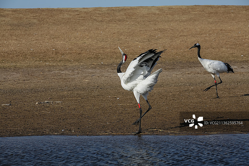 黑龙江扎龙国家级自然保护区展翅丹顶鹤特写图片素材