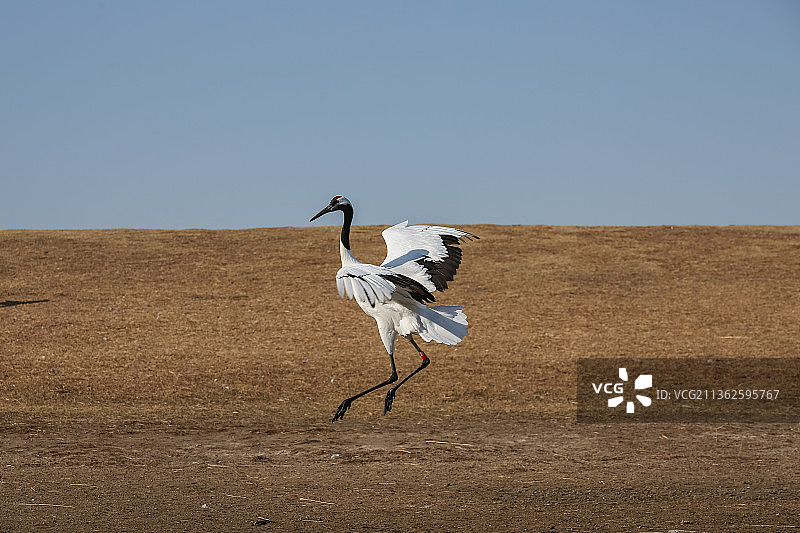 黑龙江扎龙国家级自然保护区展翅丹顶鹤特写图片素材