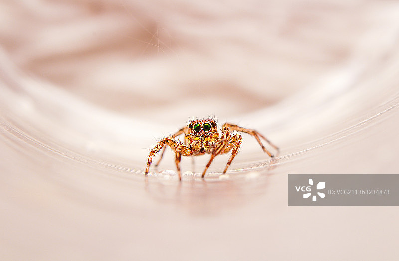 跳蛛，蜘蛛在网上的特写，Buton岛，苏拉威西岛东南部，印度尼西亚图片素材