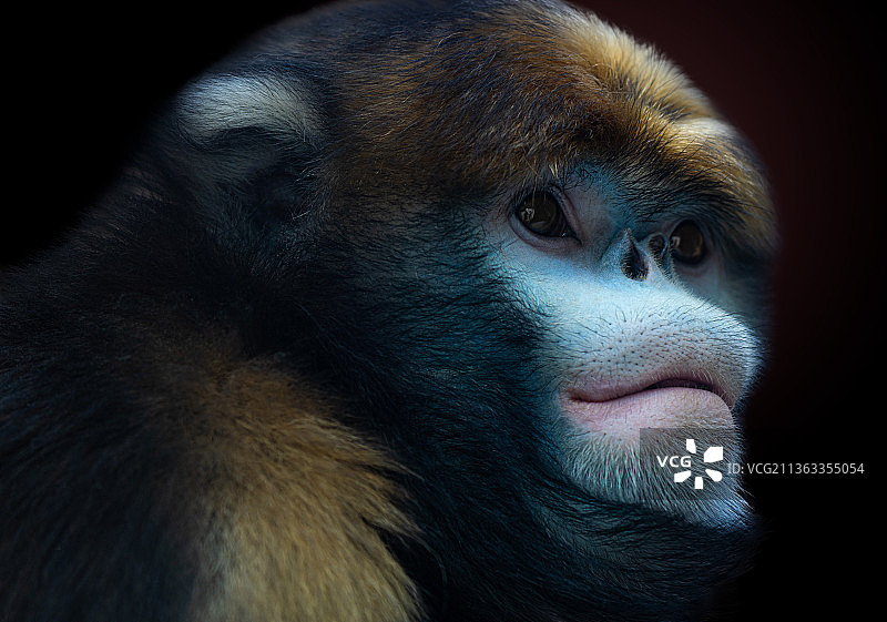猴子，大猩猩在黑色背景下看向别处的特写镜头图片素材
