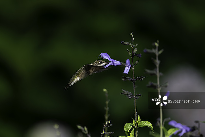 花园里的蜂鸟，蜂鸟栖息在植物上的特写镜头，高脊，密苏里，美国，美国图片素材