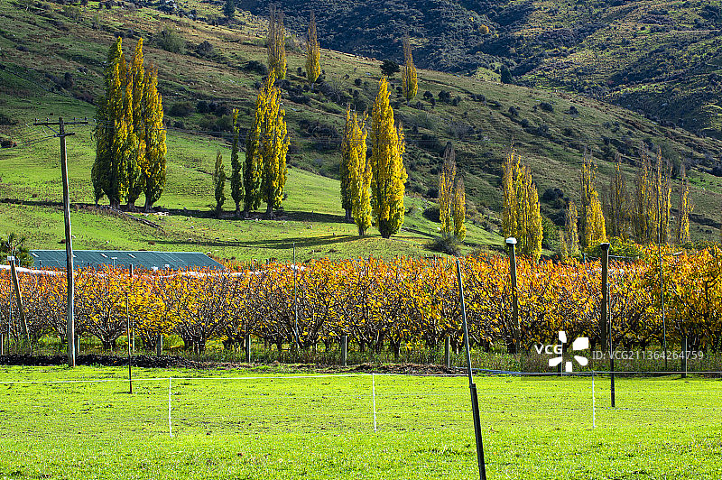 新西兰，苹果园风光。图片素材