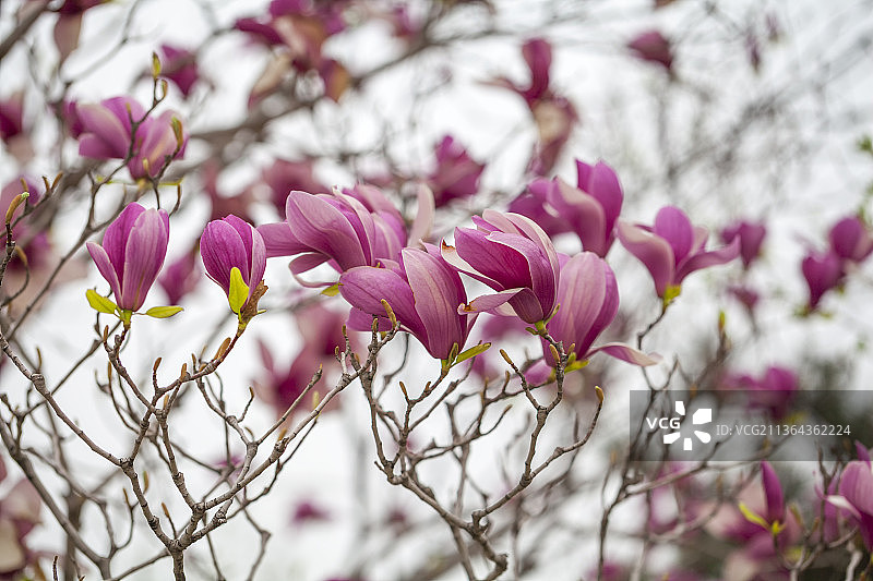 春天盛开的紫色玉兰花图片素材