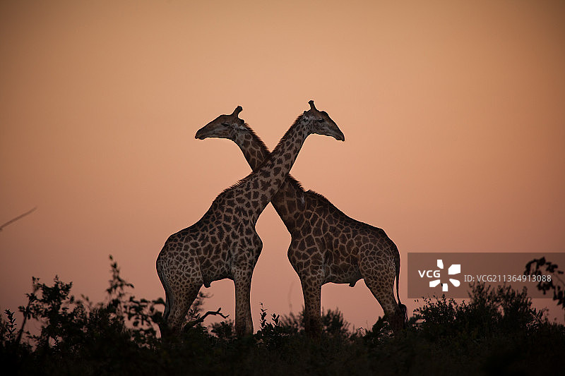 南非，隆多罗齐野生动物保护区，两只长颈鹿，驼鹿，在夕阳的映衬下站在一起，交叉着脖子图片素材