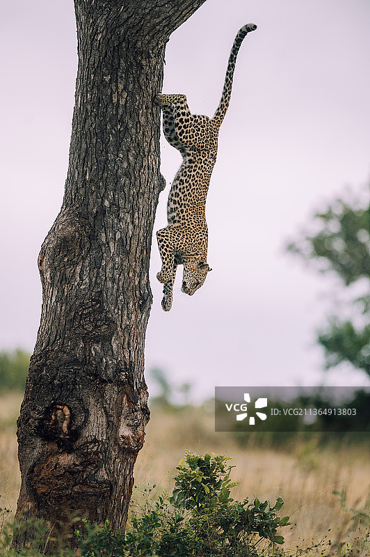 南非，隆多洛兹野生动物保护区。一只美洲豹，Panthera pardus，爬下一棵树图片素材