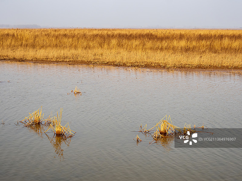 郑州 黄河湿地 冬天图片素材