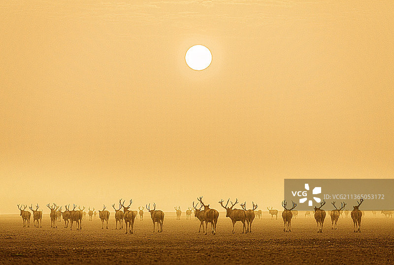 野生麋鹿浩浩荡荡，在清晨的薄雾里迎着朝阳前行。图片素材