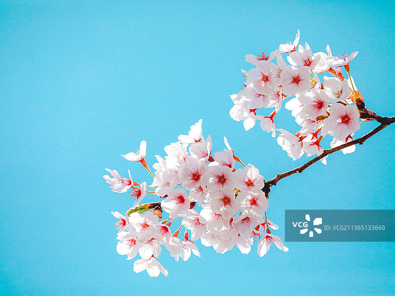 低角度的樱花对清澈的蓝天图片素材
