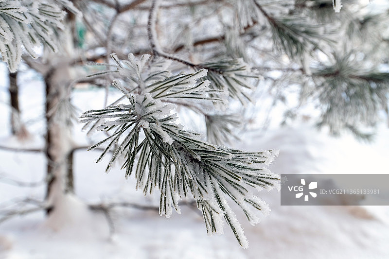 城市公园里的松枝上结了一层白霜图片素材