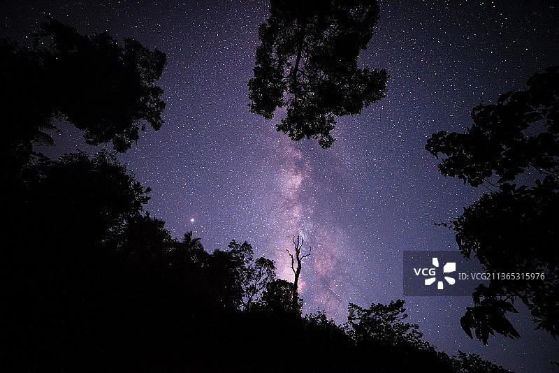 印度喀拉拉邦，Neerchal，夜晚，在天空下的树木的低角度剪影图片素材