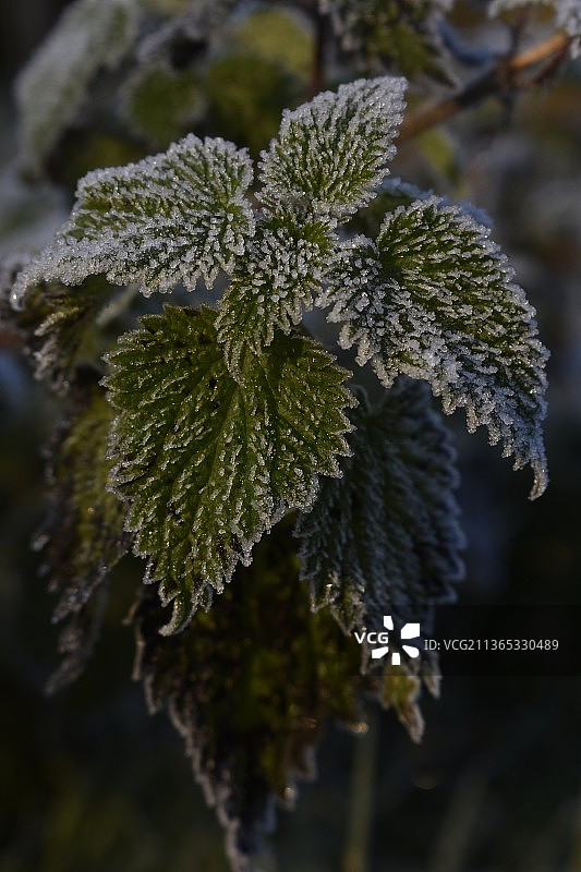 在霜冻的日出上的威克洛景观，冬天冰冻植物的特写，威克洛，爱尔兰图片素材