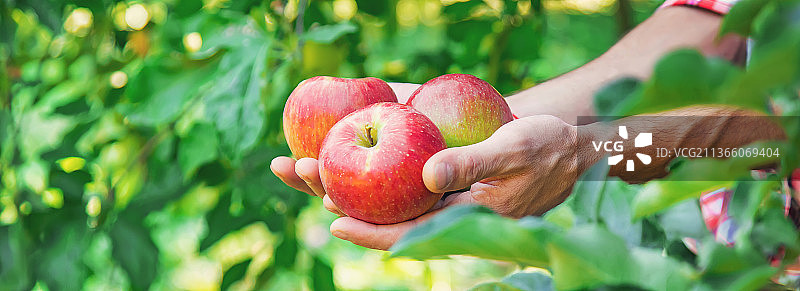 花匠在花园里摘苹果在花园里有选择的焦点图片素材