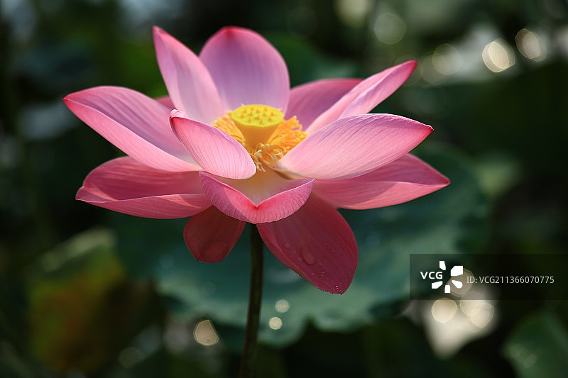 东方莲花，粉红色睡莲的特写，南，泰国图片素材