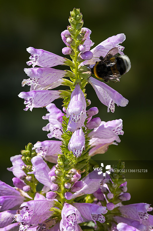 大黄蜂，蜜蜂在紫色花上授粉的特写镜头图片素材