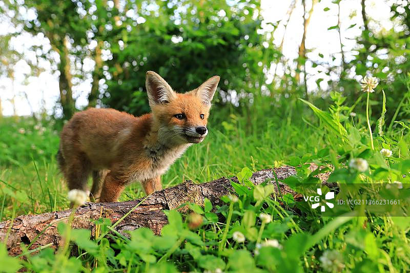 红狐狸(Vulpes Vulpes)，狐狸幼崽站在草地上，年轻的雄性，克劳钦威斯，西马林根县，上多瑙河自然公园，巴登-符腾堡，德国，欧洲图片素材