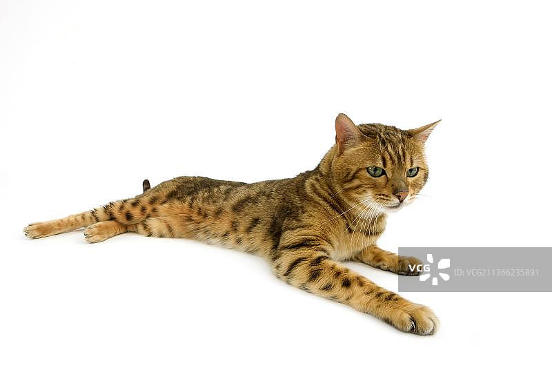 棕色斑点虎斑孟加拉家猫，成年躺在白底图片素材