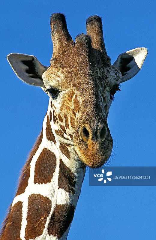 网状长颈鹿(长颈鹿camelopardalis网状)，成人肖像，桑布鲁公园在肯尼亚图片素材