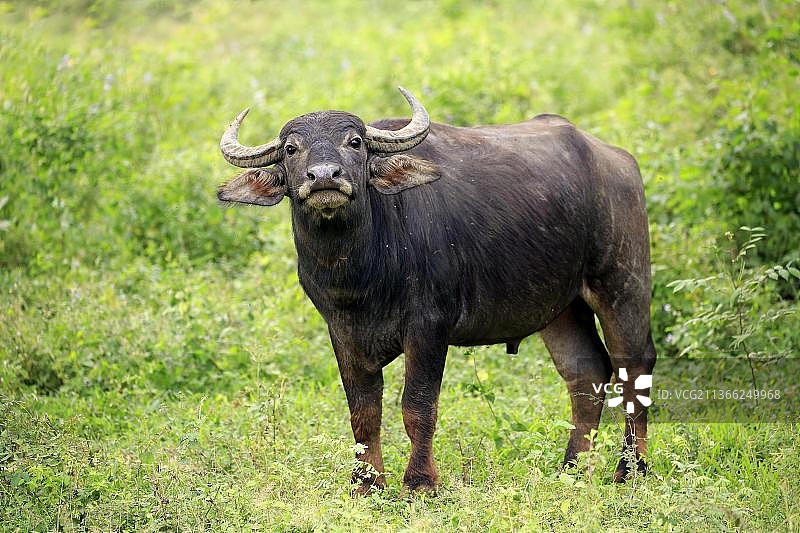 水牛(Bubalus arnee)，半成年的年轻，亚拉国家公园，斯里兰卡，亚洲图片素材