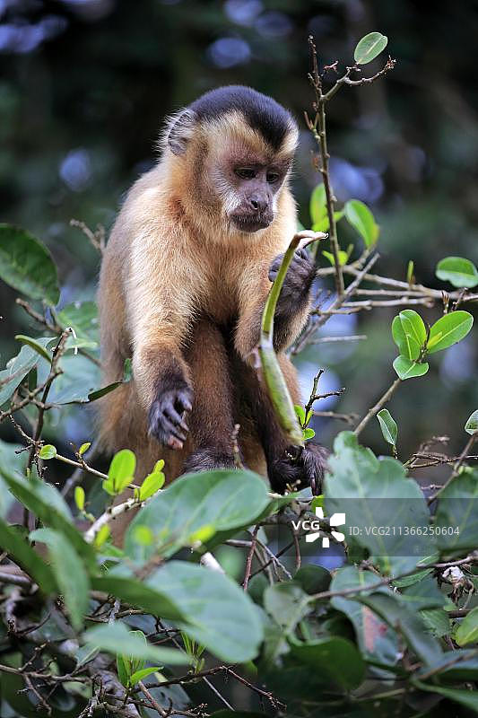 丛生卷尾猴(Cebus apella)，成年觅食在一棵树，潘塔纳尔，马托格罗索，巴西，南美洲图片素材