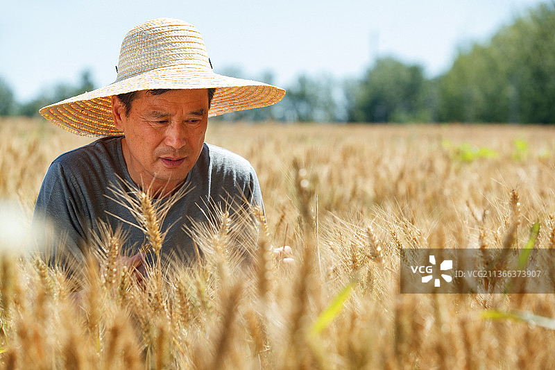 麦田里观察稻谷的农民图片素材
