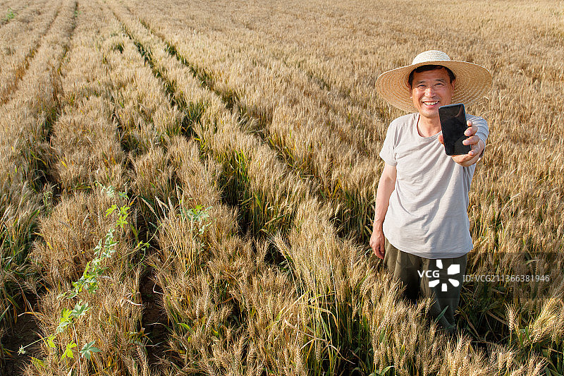 农民站在麦田里使用手机图片素材