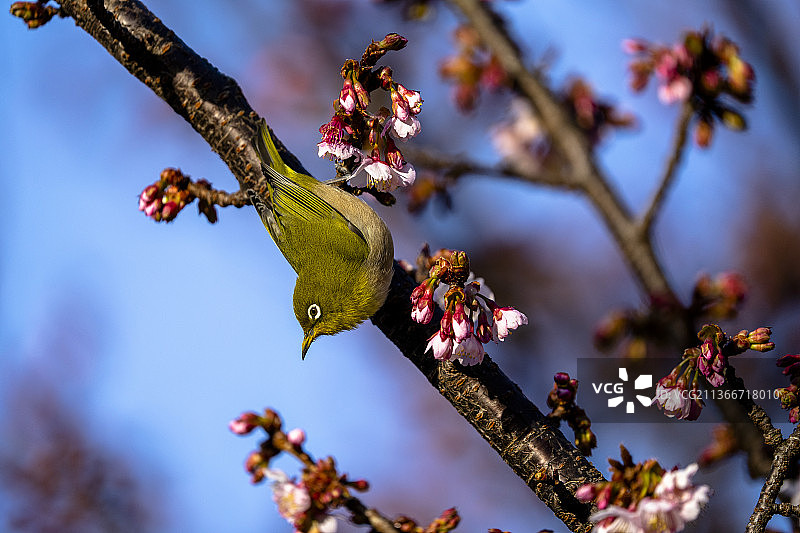 低角度观鸟栖息在树上图片素材
