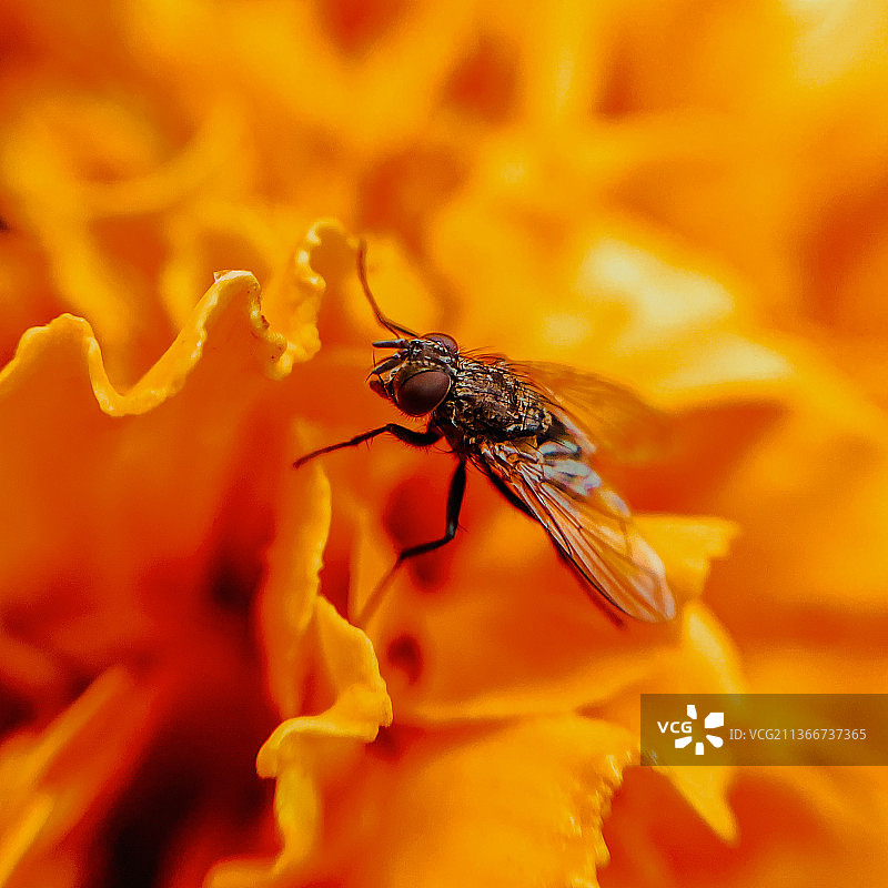 印度北阿坎德邦，鲁尔基橙花上的昆虫特写图片素材