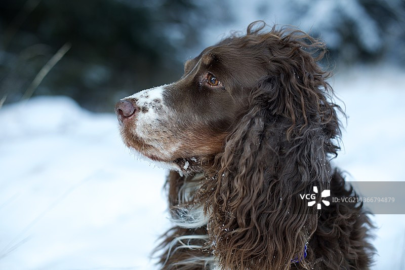 斯洛伐克，英国施普林格西班牙猎犬的特写镜头图片素材