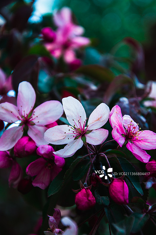 春天背景粉红色的苹果树花，粉红色樱花的特写图片素材