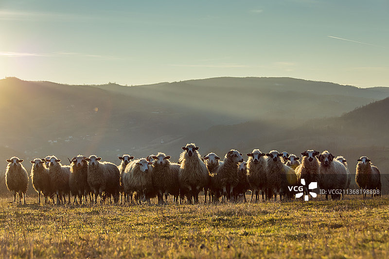 我们享受日光浴，一群羊，塞族共和国，波斯尼亚和黑塞哥维那图片素材
