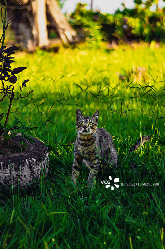 猫的爱，老虎站在草地上的肖像，巴西图片素材