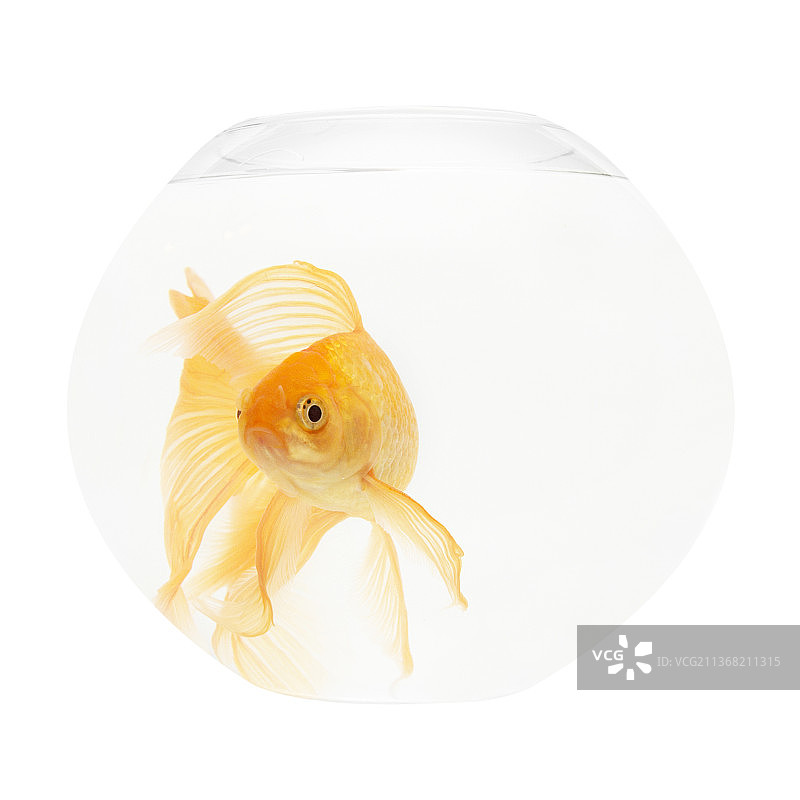 鱼缸里的金鱼，白色背景下金鱼的特写镜头图片素材