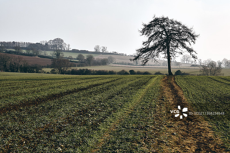 春天的迹象，天空晴朗的农田风景，艾布林顿，英国，英国图片素材