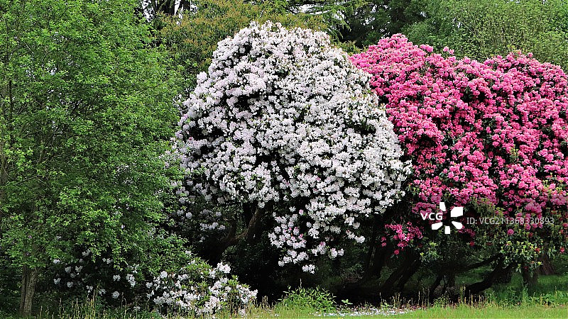 公园里的开花植物，杜福林，新港，英国，英国图片素材