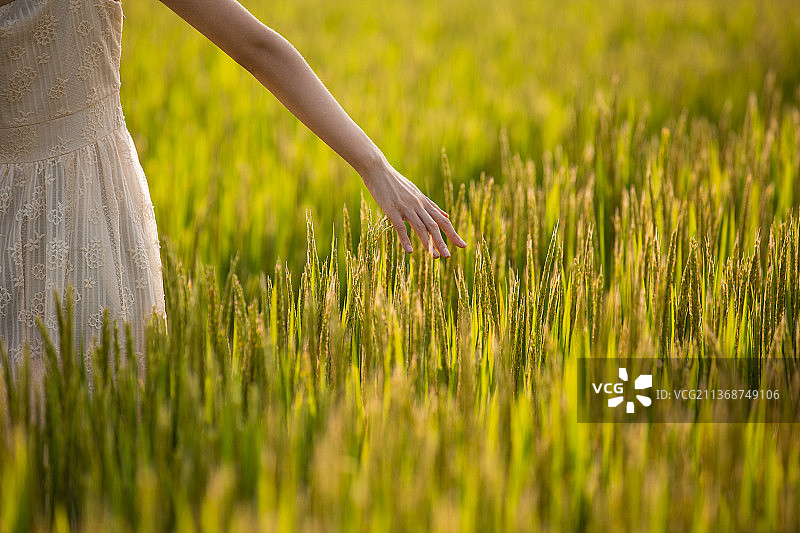 年轻女子在稻田里手触摸水稻特写图片素材