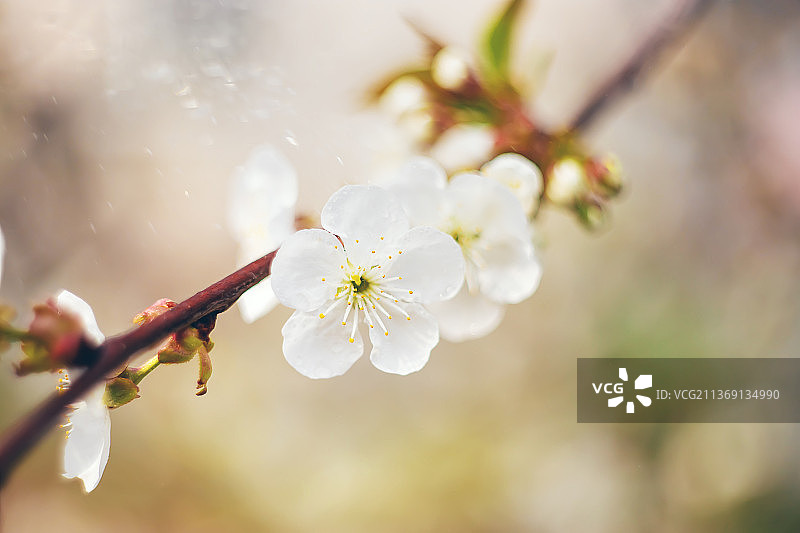 春季开花的树枝选择性聚焦图片素材